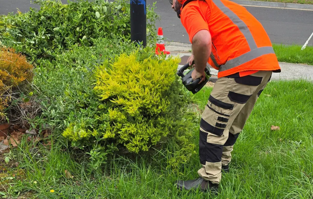 Worker in orange hi-vis shirt and ear muffs trims a garden shrub beside a road.