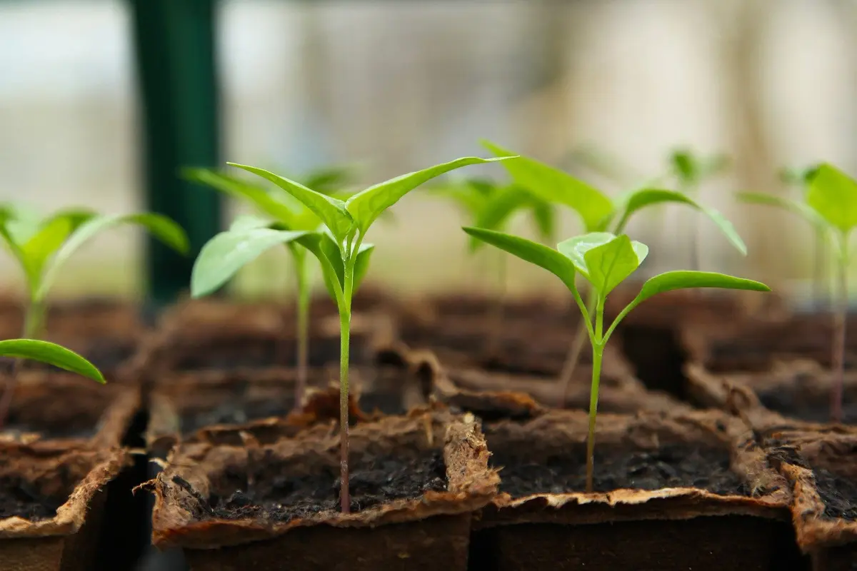 Let’s Grow Together